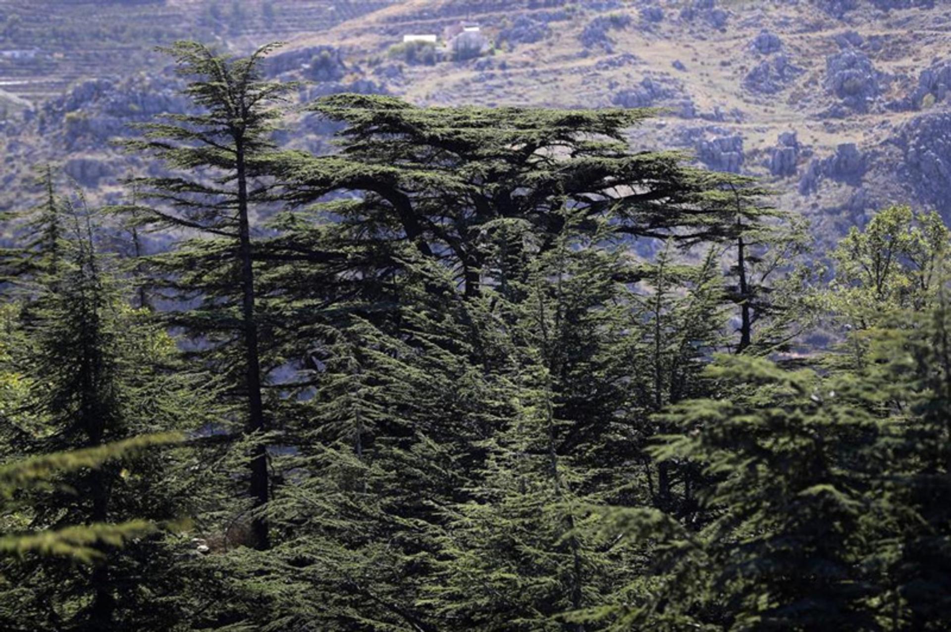 Cedar tree in the Lebanese forests