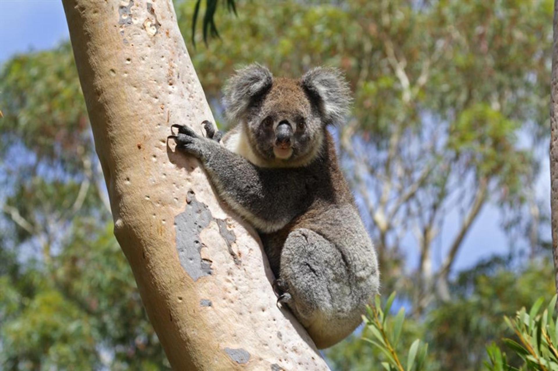 Kuwala in the Australian forests