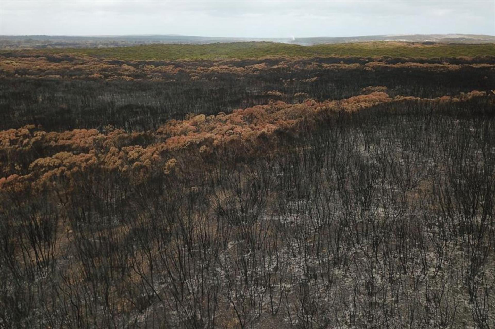 Australian forests and bustle