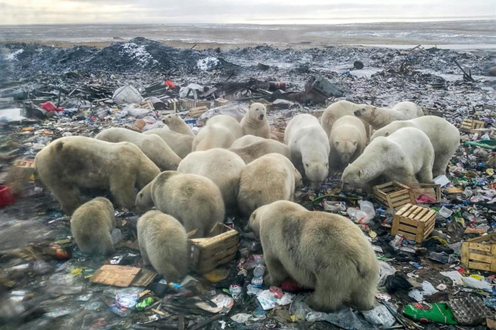 The flock of polar bears in Russian waste garbage