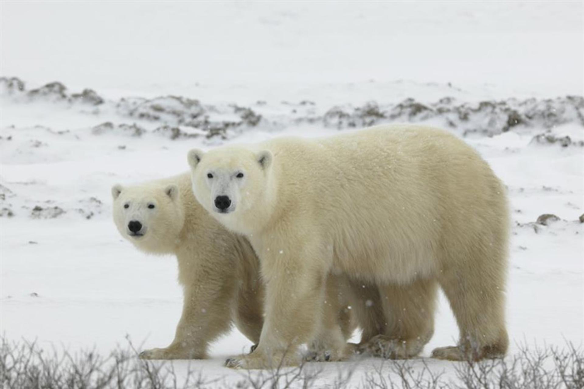 Two polar bears in Russia