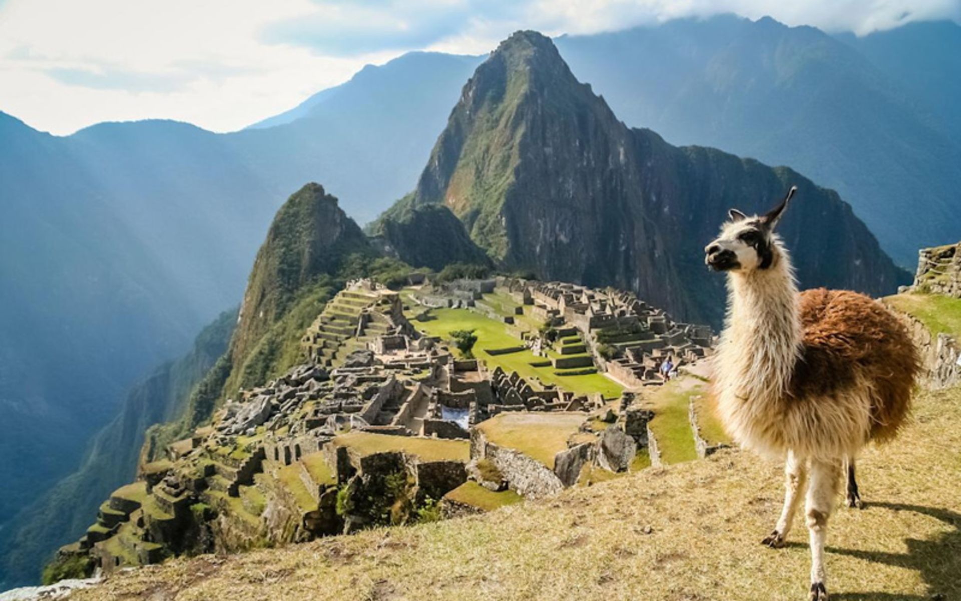 A lama on the Machopicho Heights