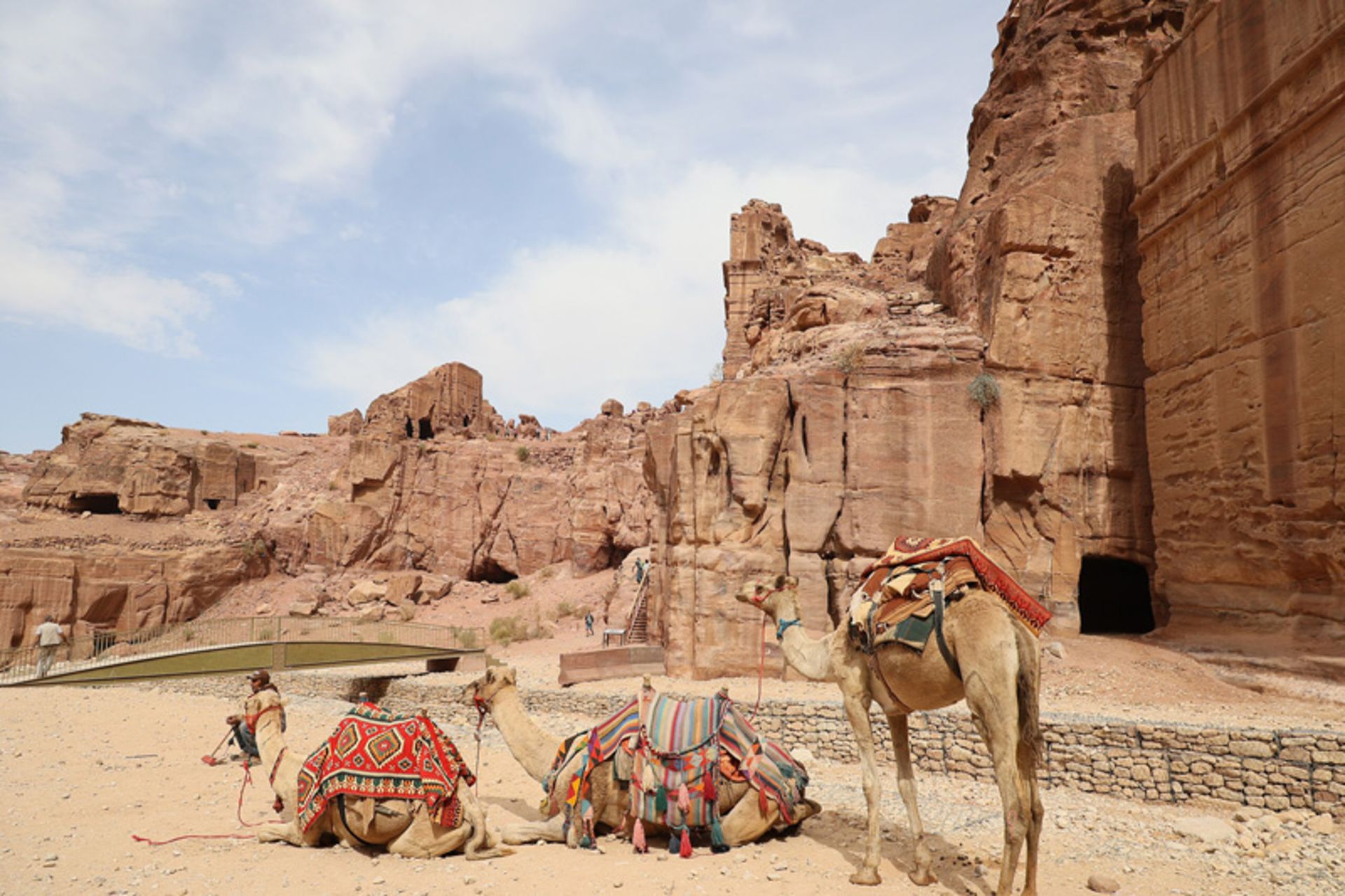 Camels in fro of the ancie city of Petra