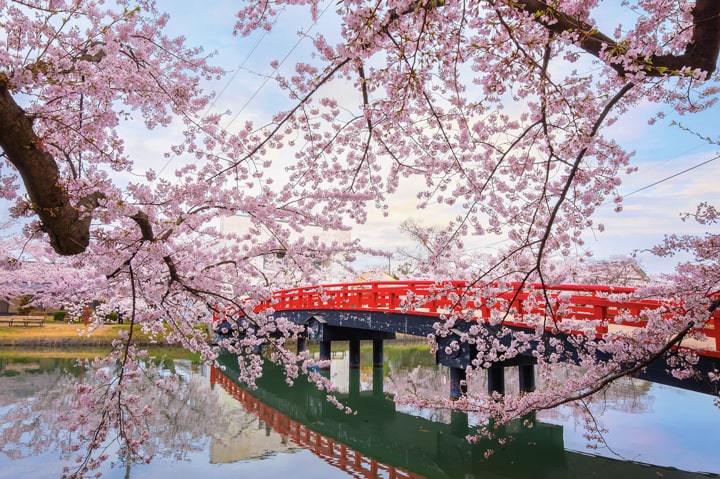 Cherry Blossom Festival, Japan / Cherry Blossom Festival