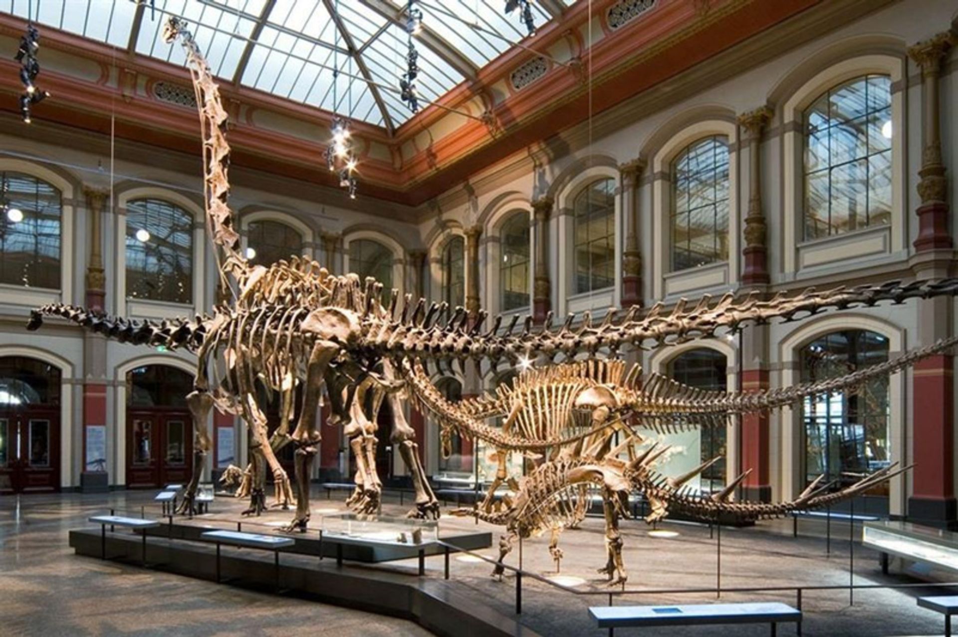 Dinosaur fossil at the Berlin Natural History Museum