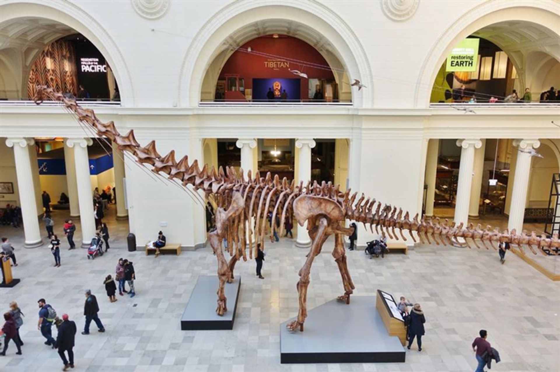 Dinosaur skeleton at the Chicago Field Museum