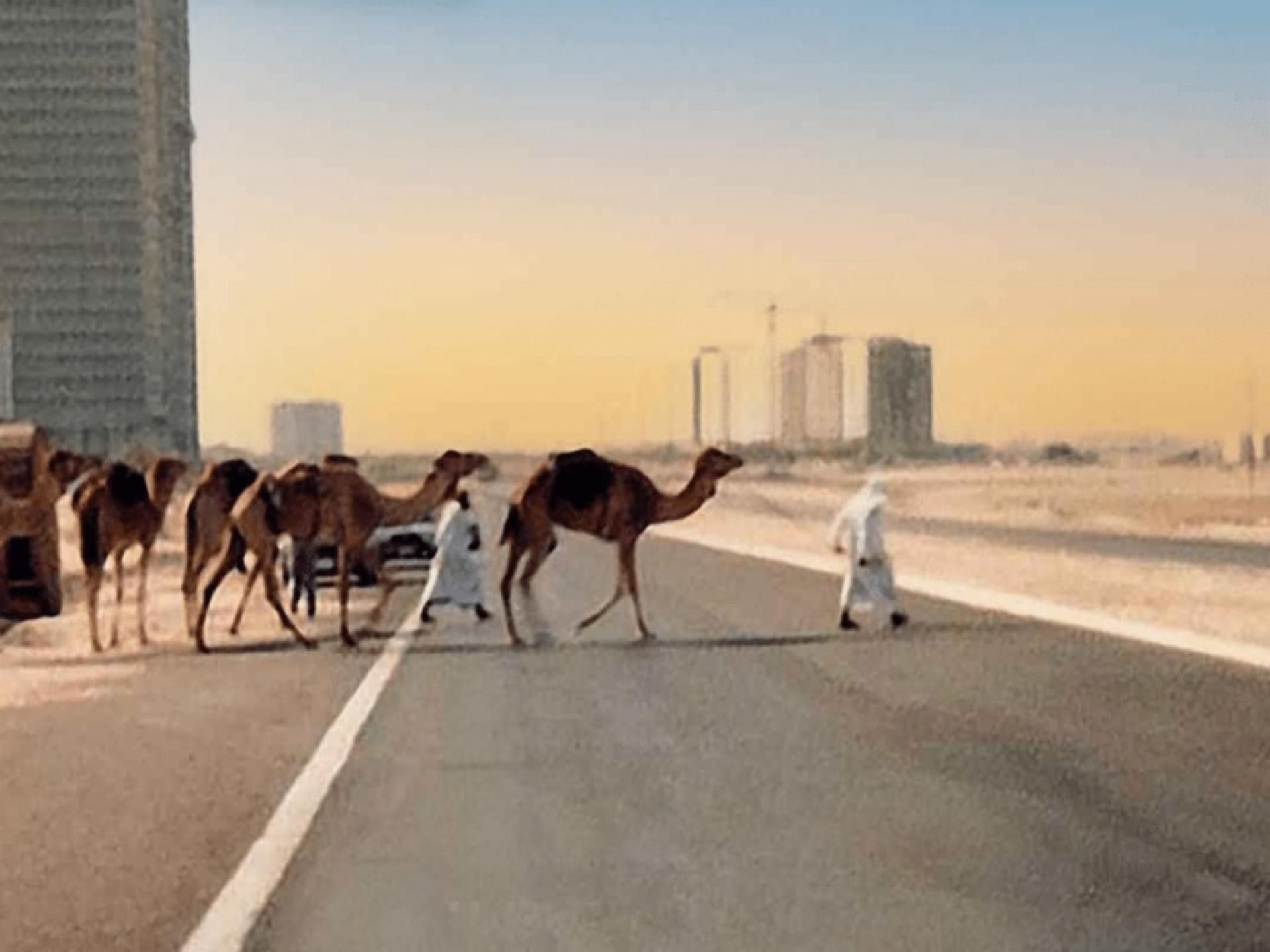 Coach is passing camels from Sheikh Zayed Street in the past