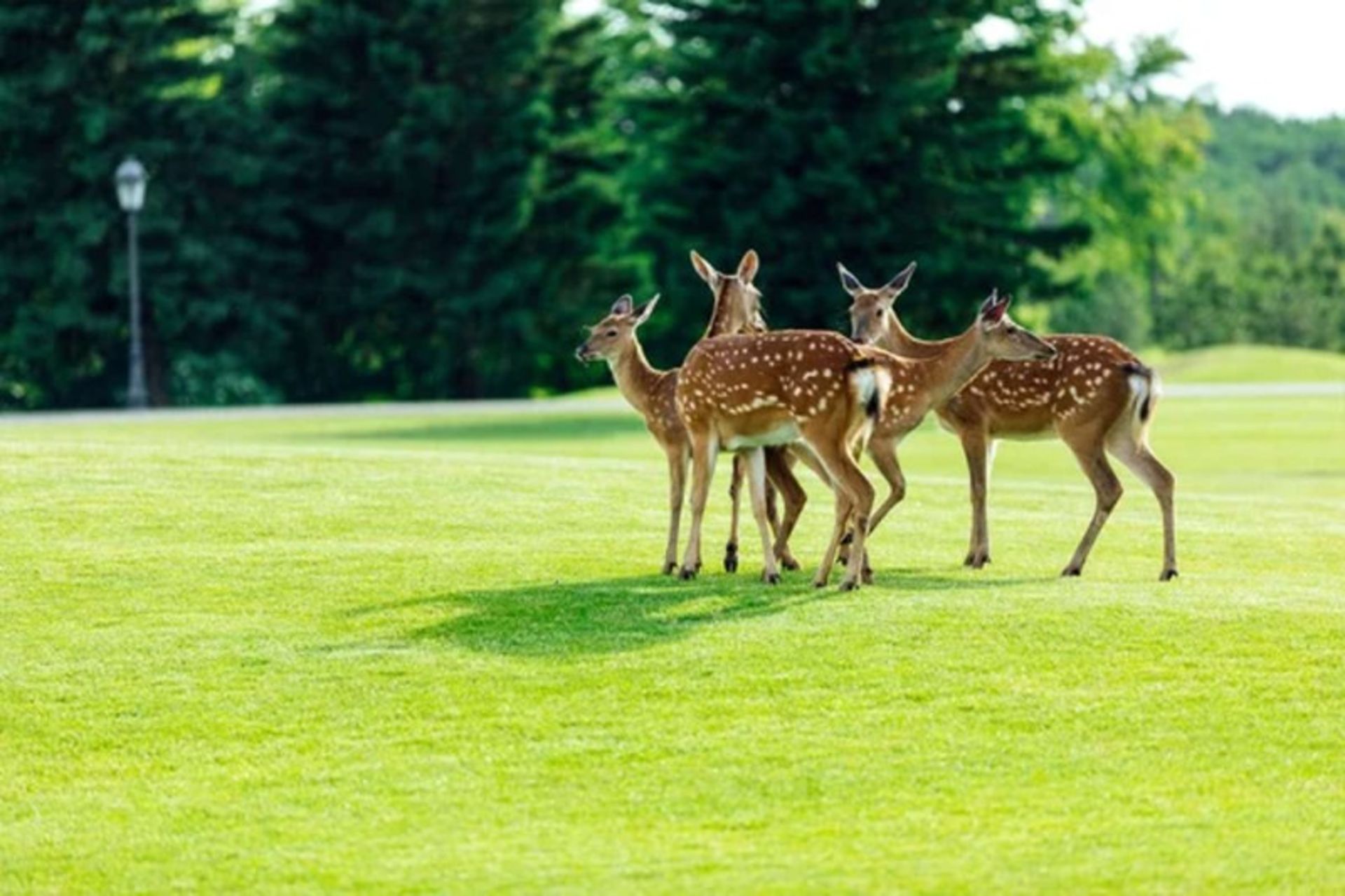 Deer in the lush nature