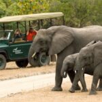 Tourists with cars watching animals and the nature of Malawi