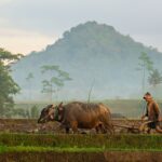 Indonesian farmer plowing land with plows