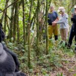 Tourists watching and photographing Gorilla in Rwanda Forest
