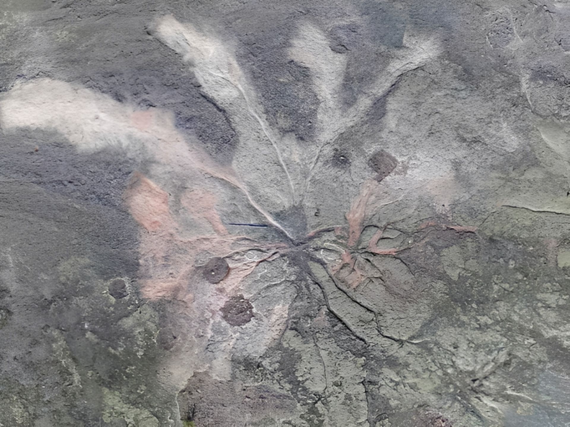 New York's ancient forest fossils