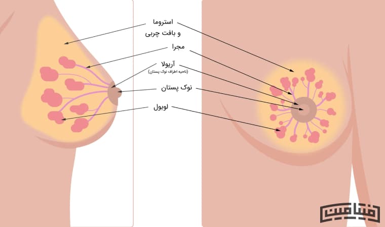 Exercise to shrink chest at home