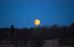 Why do we love the moon so much?