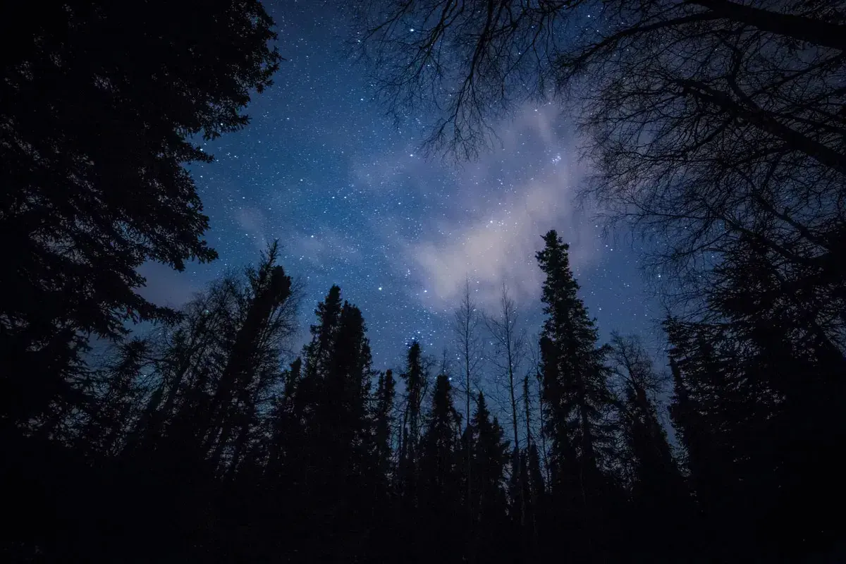 The night sky in the woods