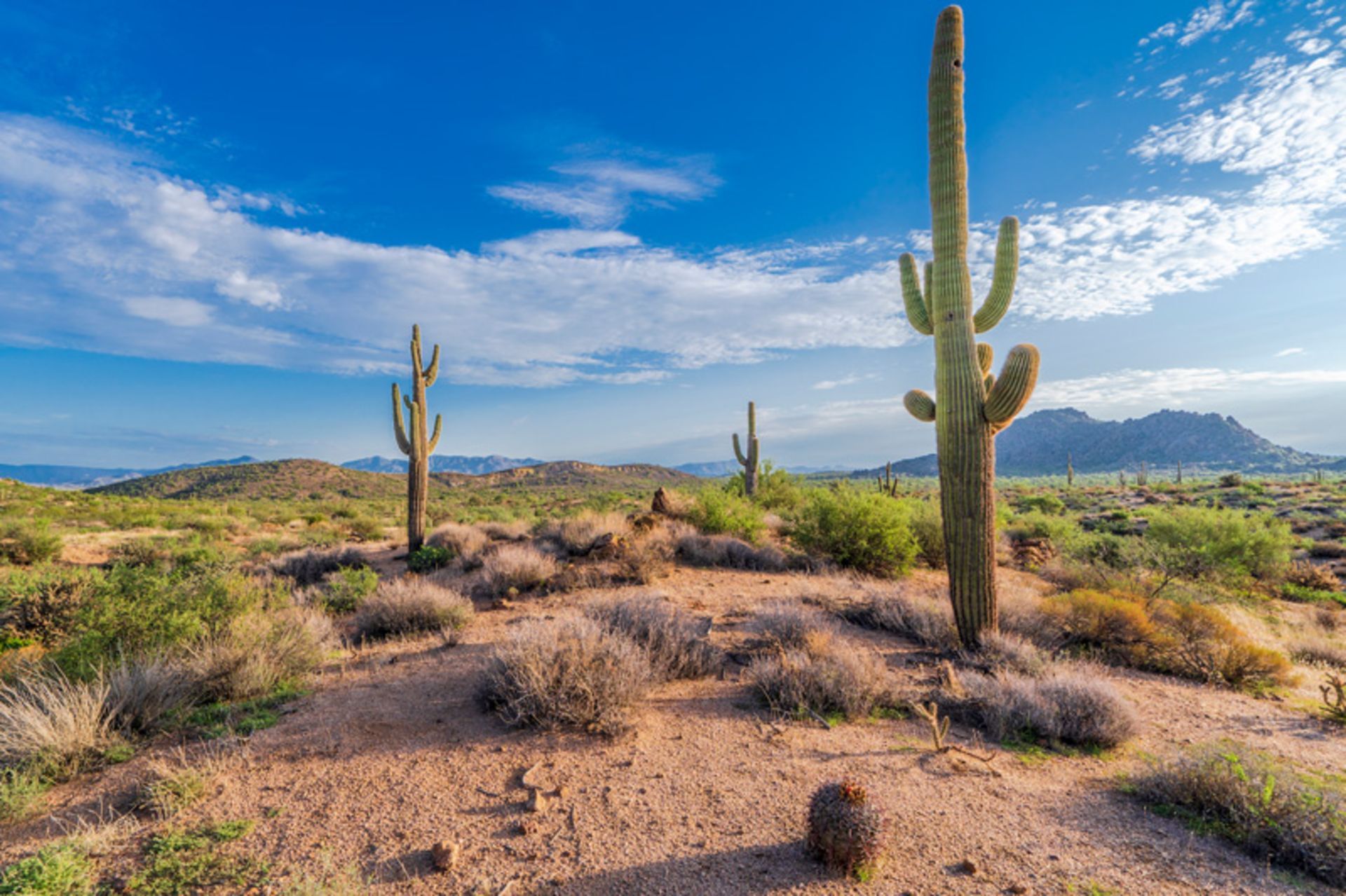 Gia cactus in American deserts
