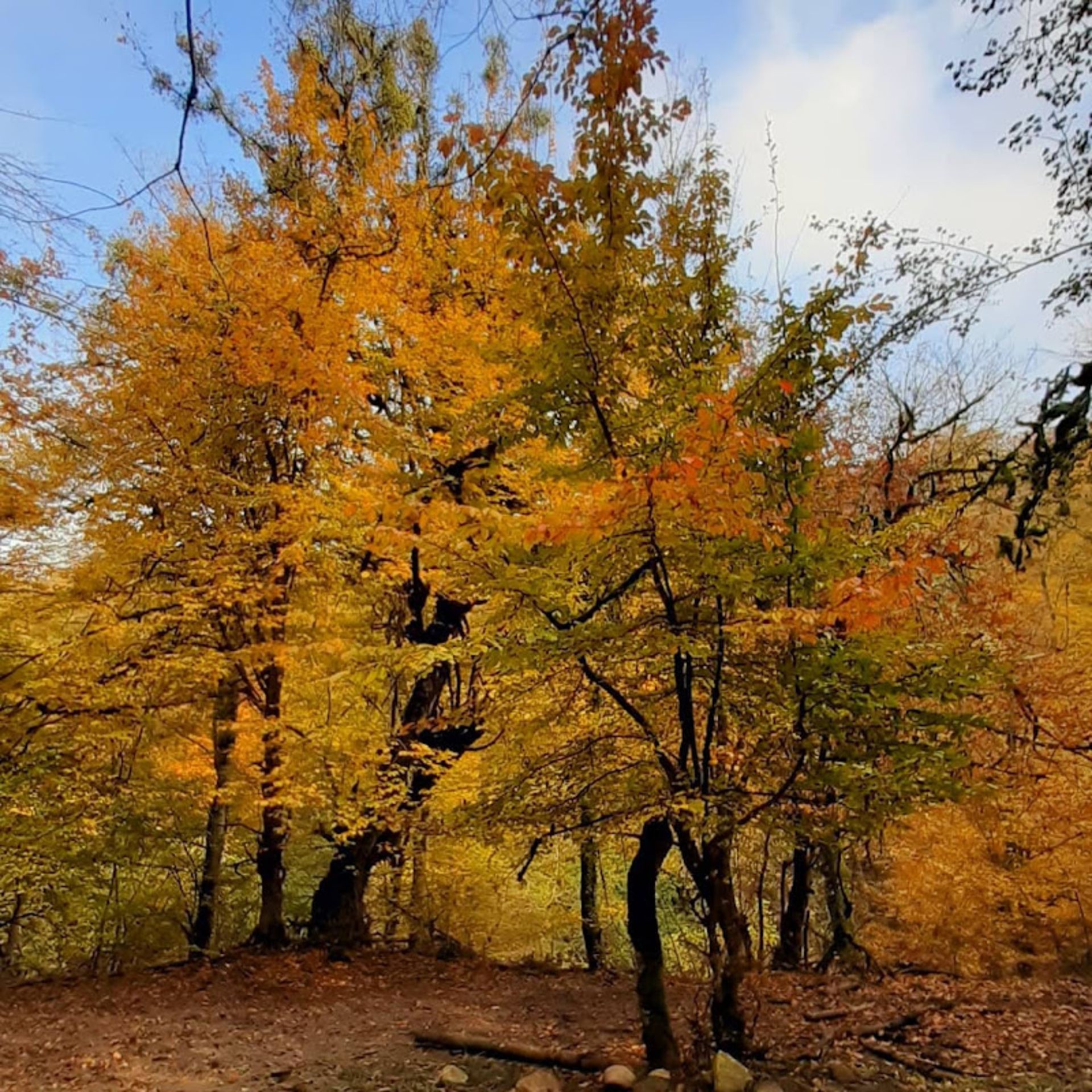 Autumn nature