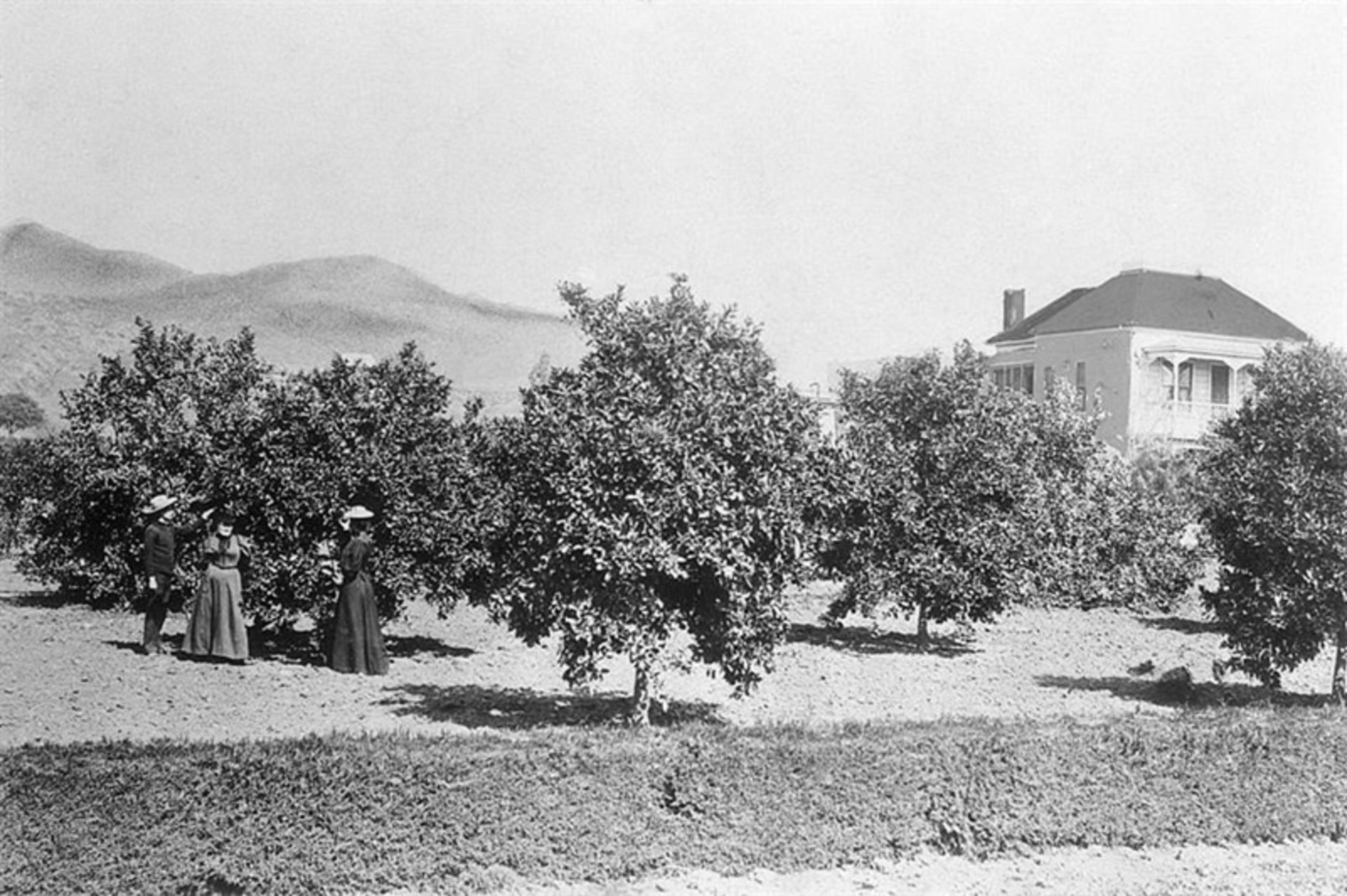 Old photo of orange trees in the curre Hollywood