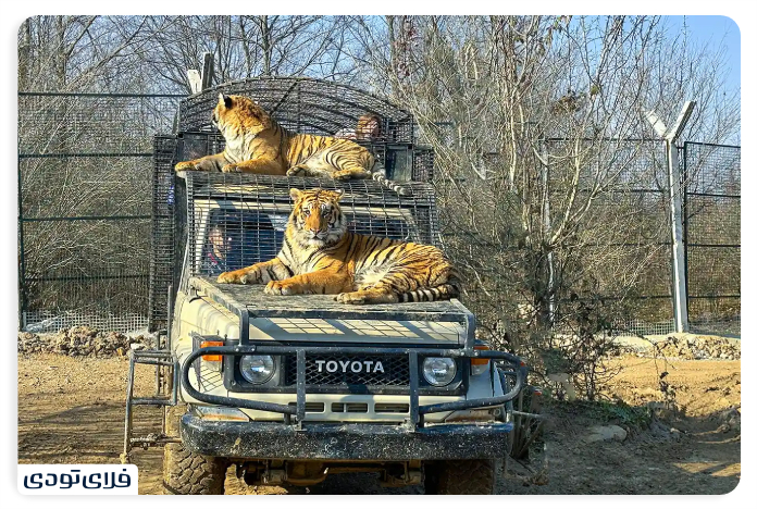 Safari