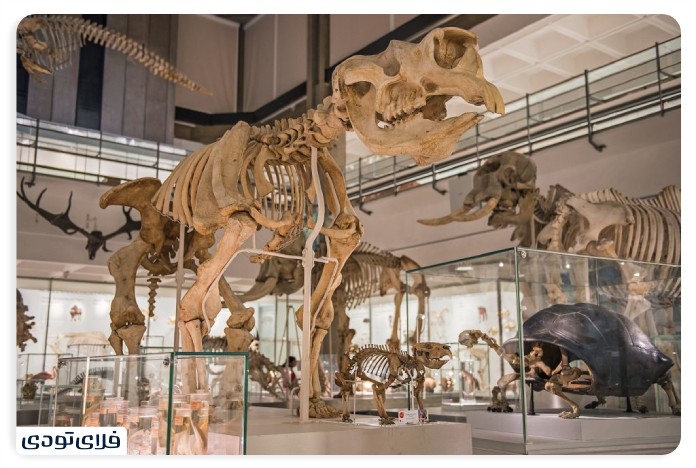 Museum of Zoology