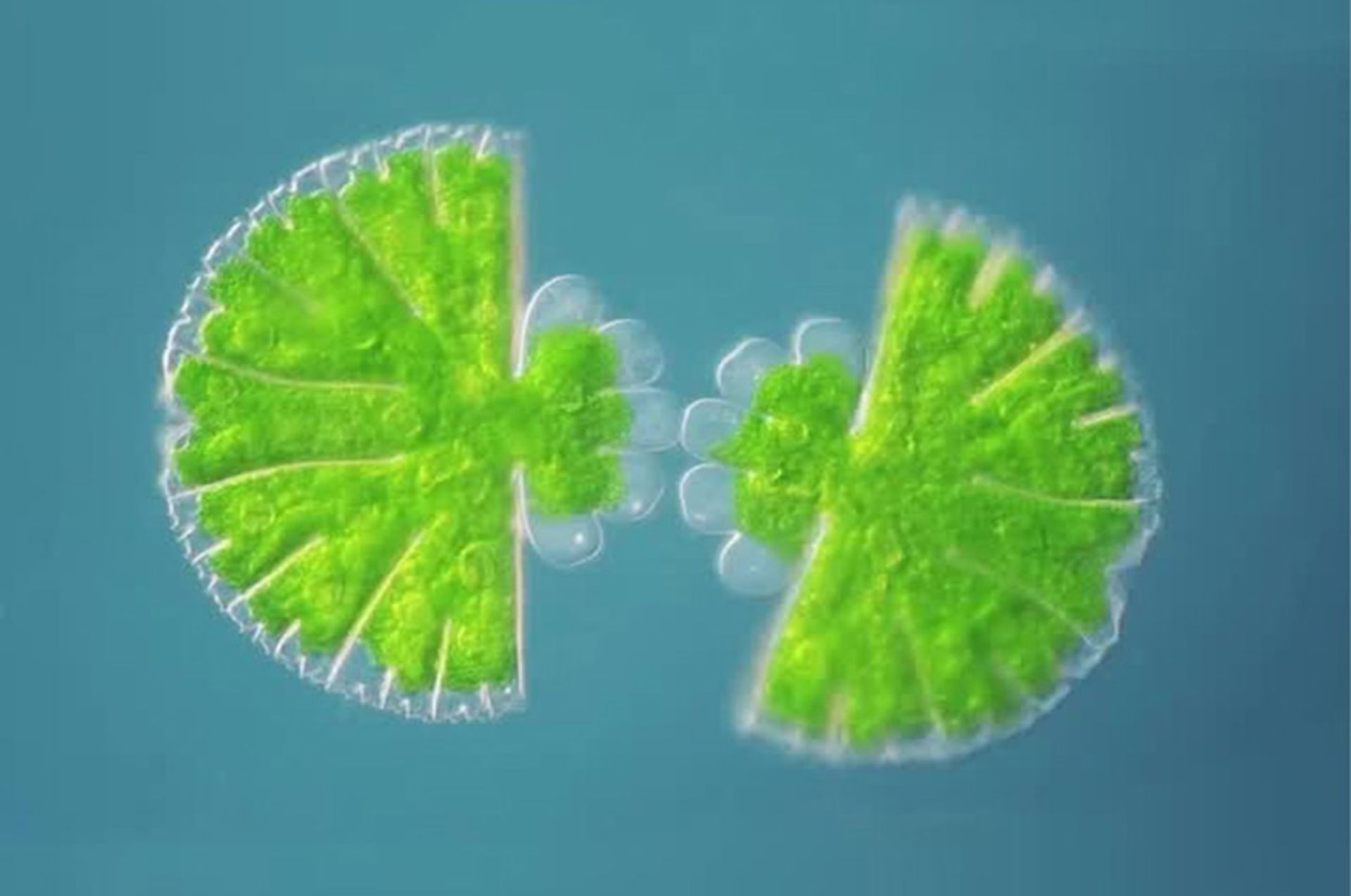 Algae under the microscope