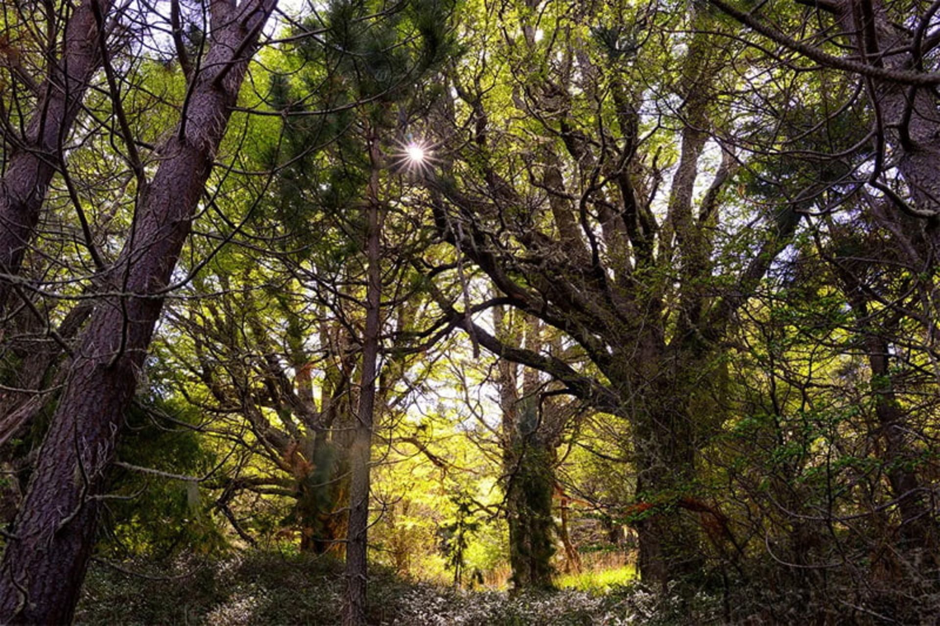 Sunshine shine among the trees of the temperate forests of Waldiors