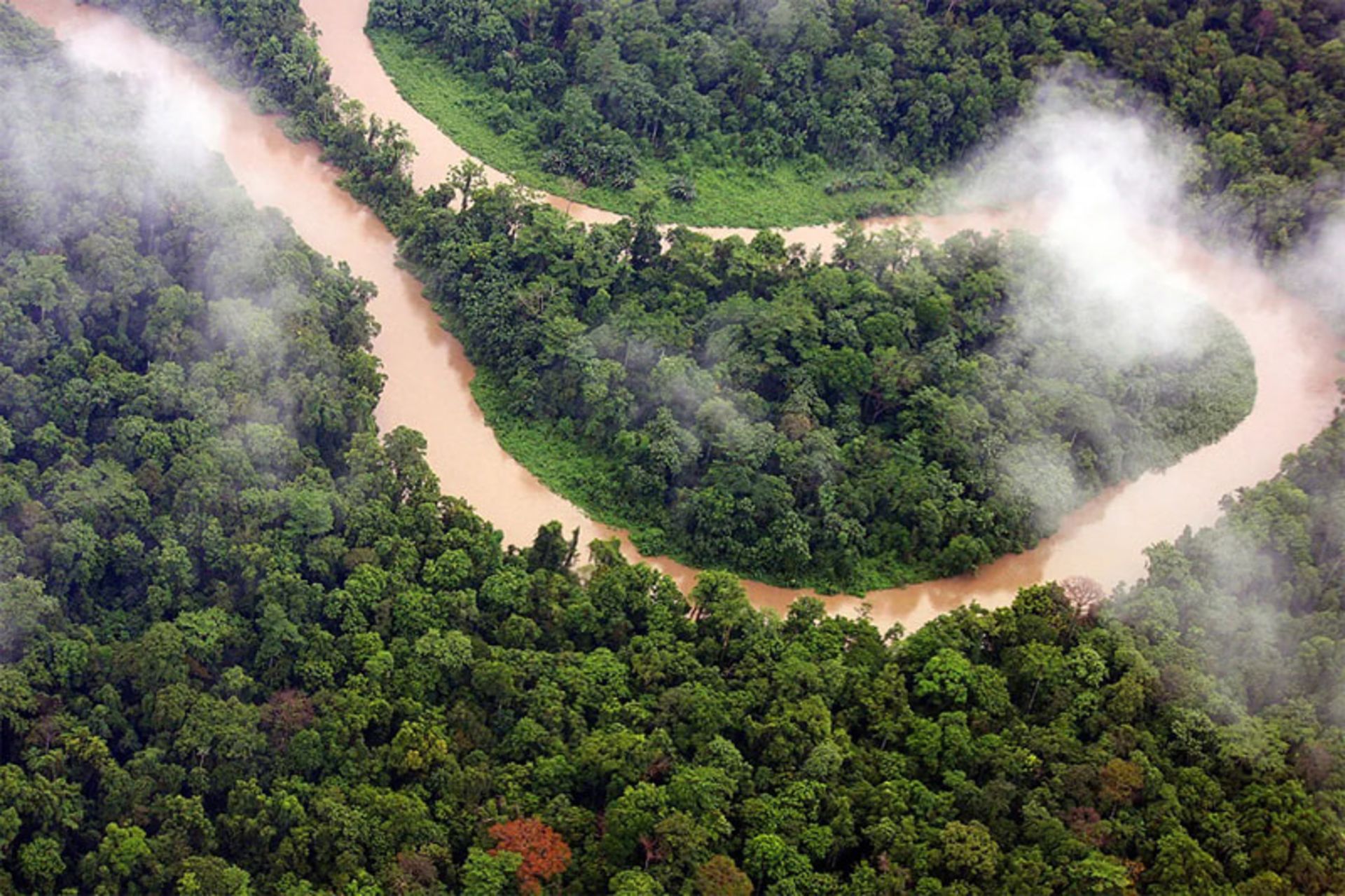 Cloud and fog over the differe trees of the New Guinea rainforest