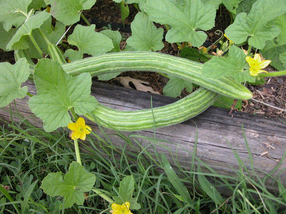Cucumber properties for the liver