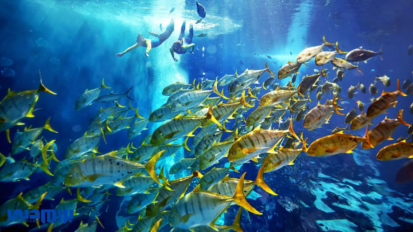 The best of Dubai's Single Recreation 7 Aquarium Lust Charmez