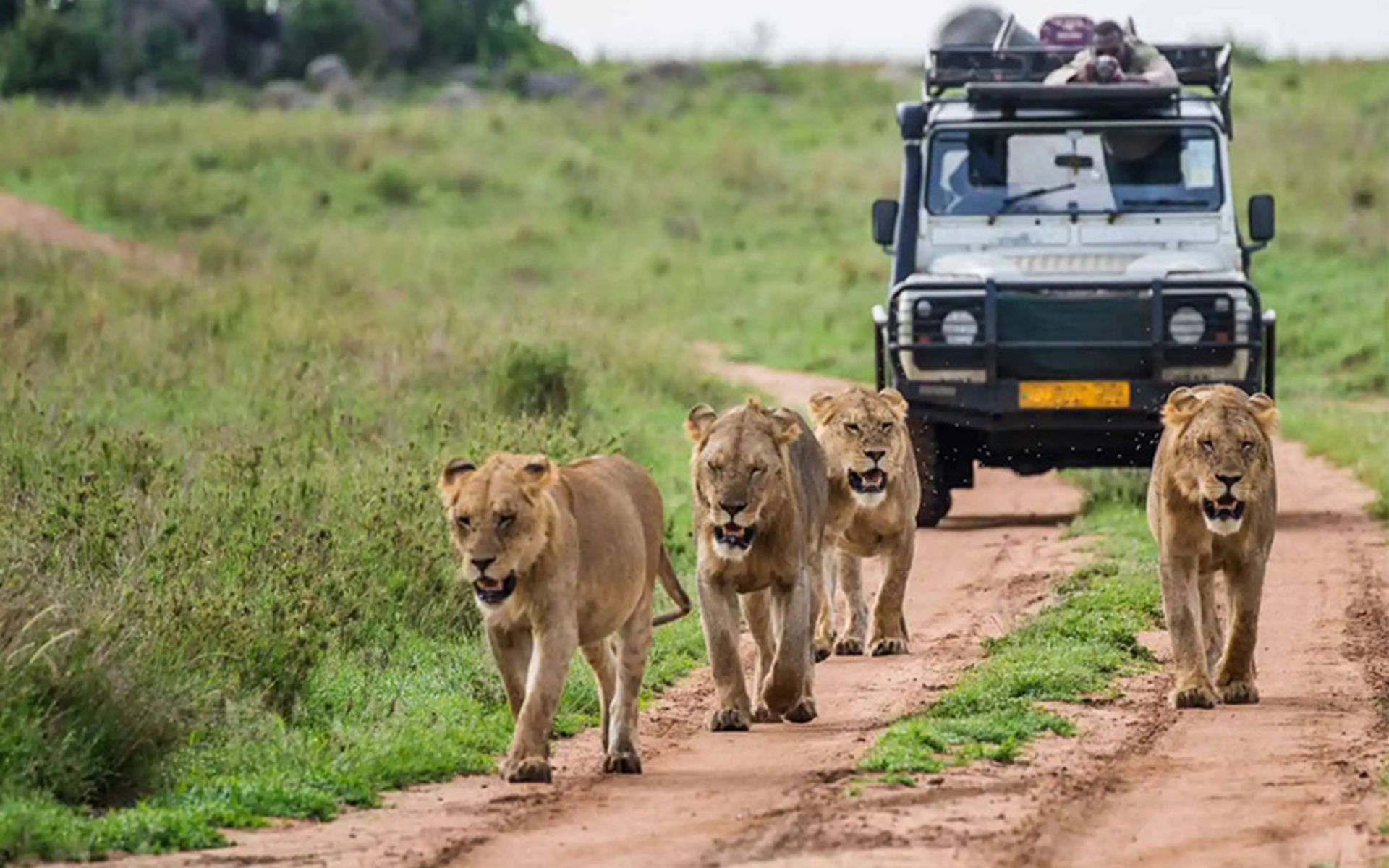 Watch the lions in the Safari Kenya