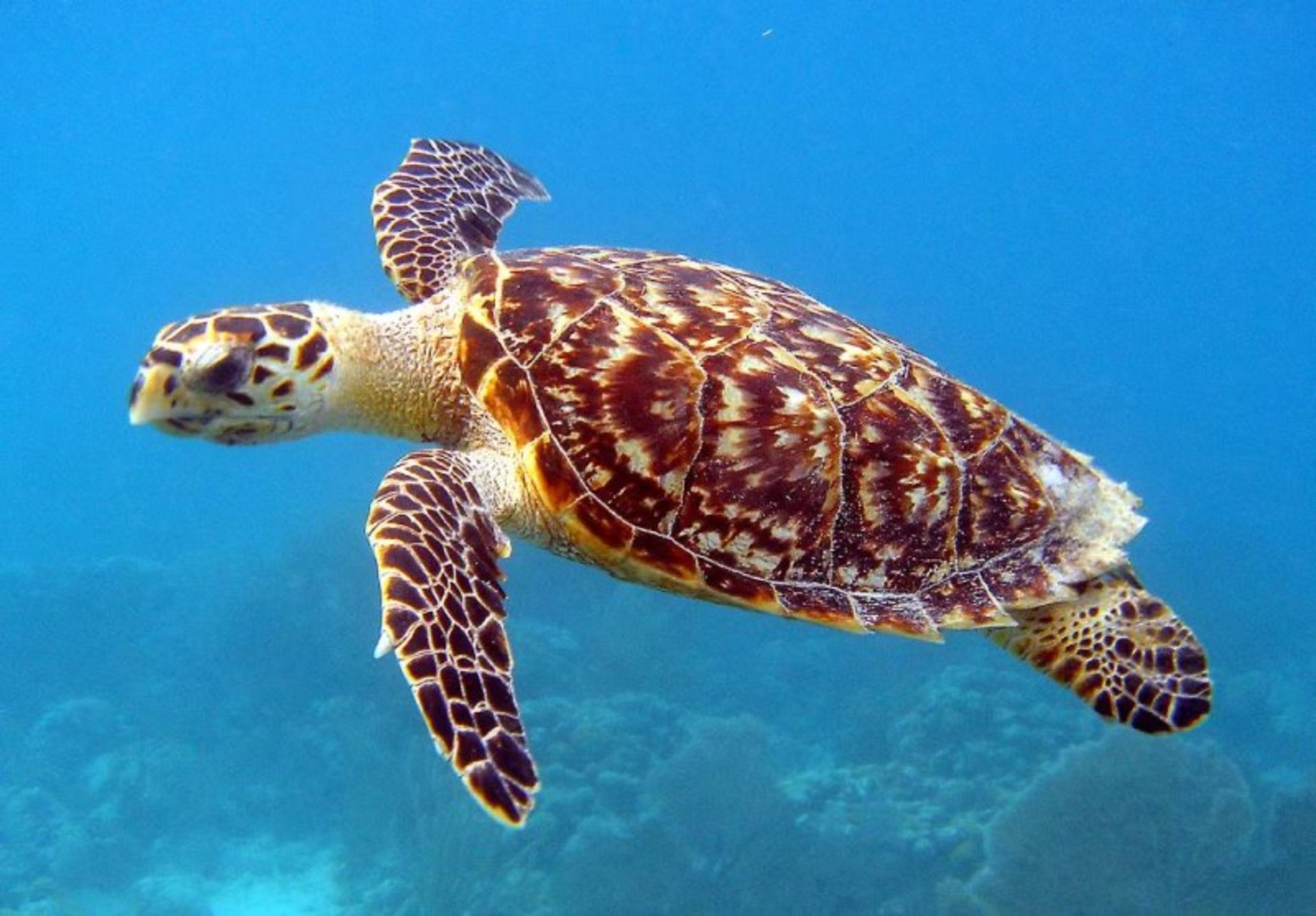 Indonesian eagle turtle