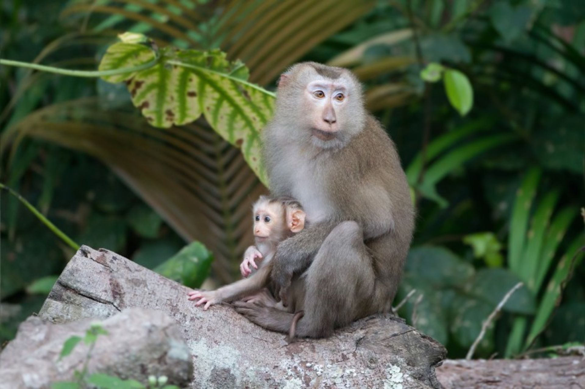 Macquok tail in Indonesia