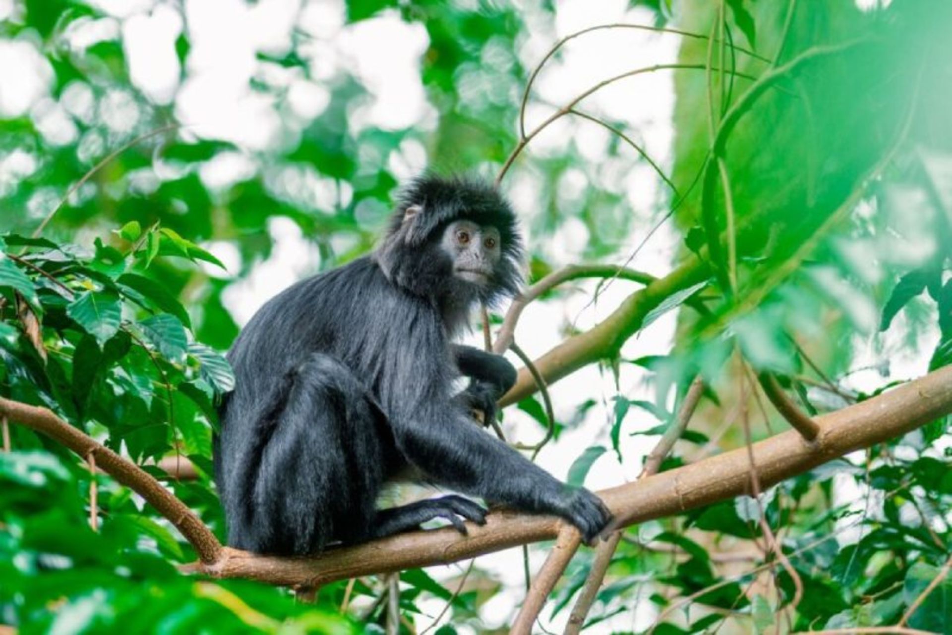 Langur Java in Indonesia