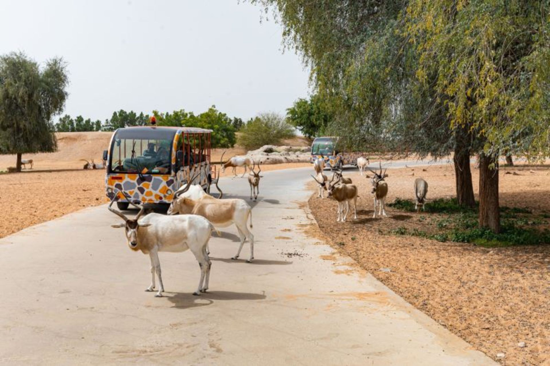Visitors watching animals at Safari Park Dubai 