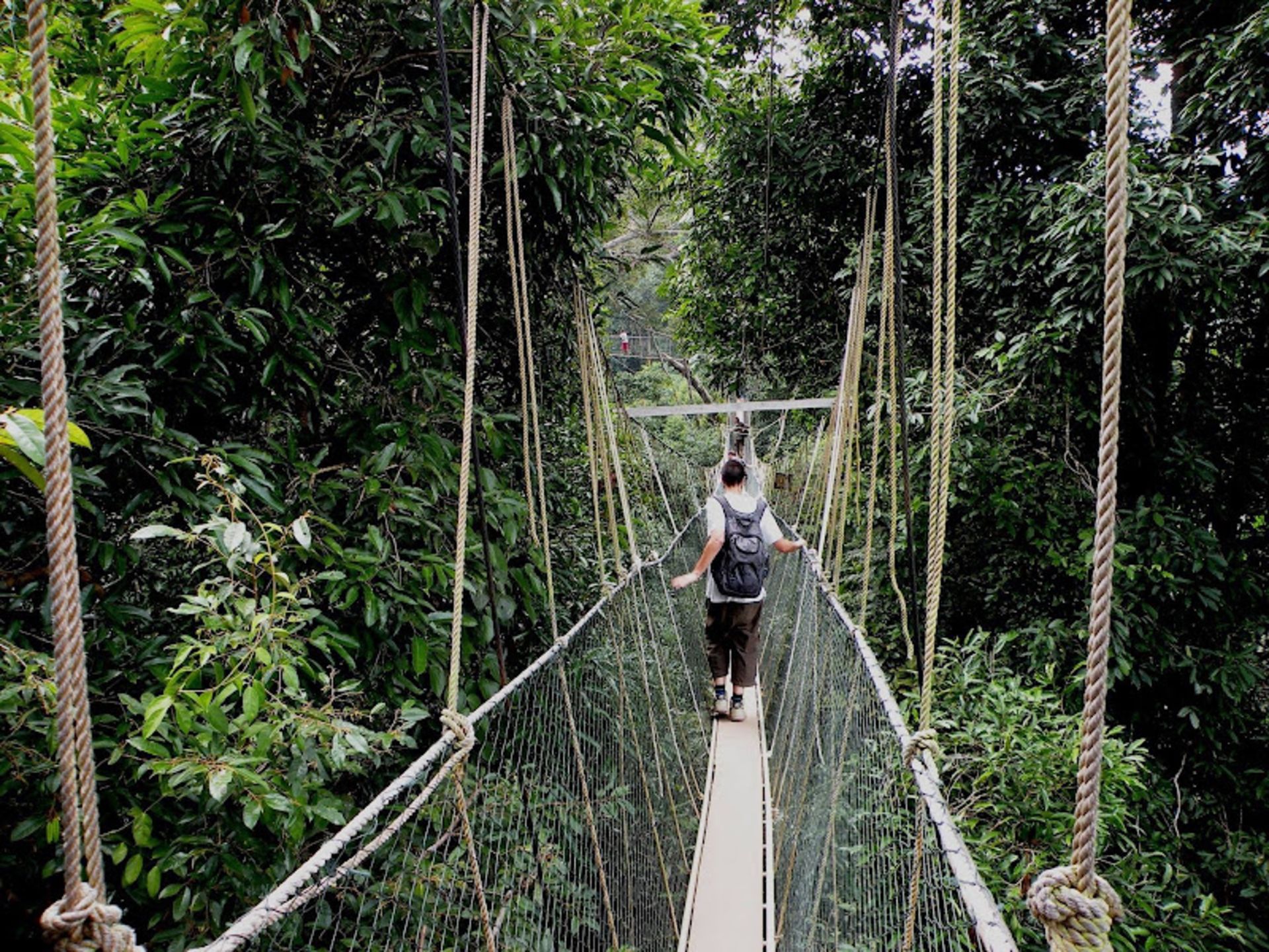 Suspended Bridge between Taman Negara National Park in Malaysia