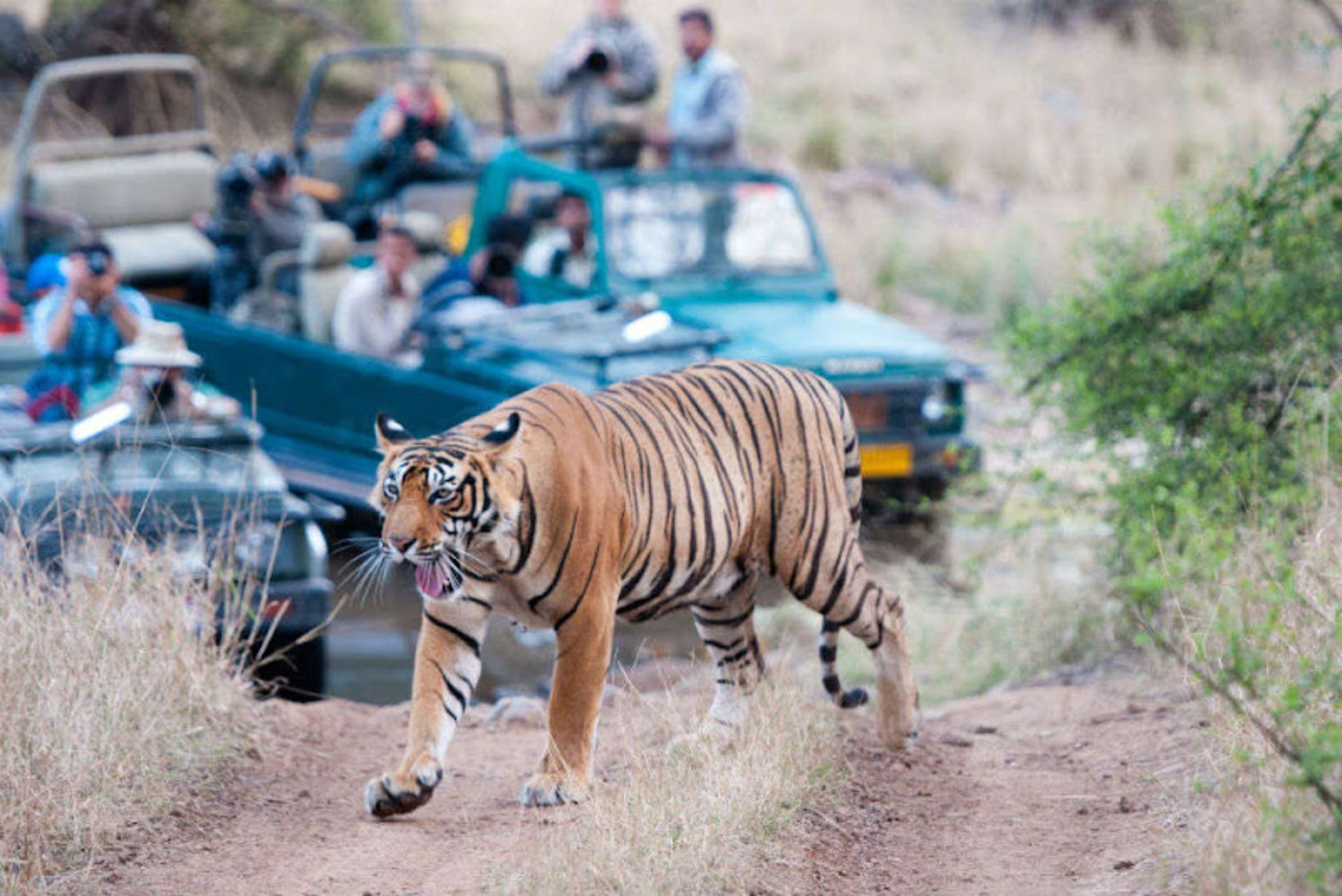 Bengal tiger in Indian Reambur National Park