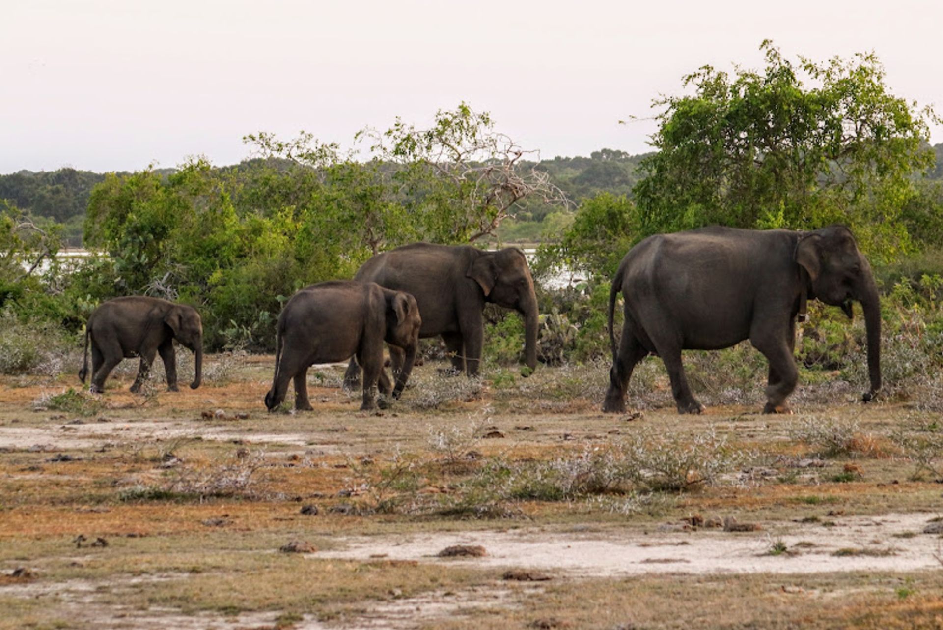 A group of Sri Lankan elephas in Yala National Park 