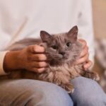 How does keeping a cat (and their brains) affect your brain? - Digino