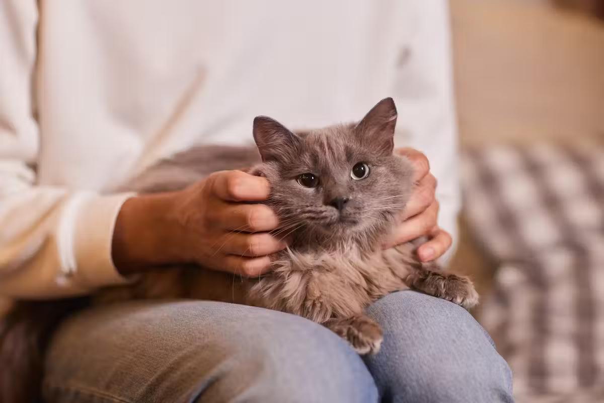 How does keeping a cat (and their brains) affect your brain? - Digino