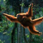 Sumatra orangutans jumping on trees