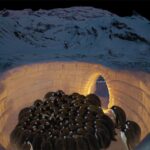Social warming of penguins in Iglu