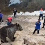 Sabalan Bear