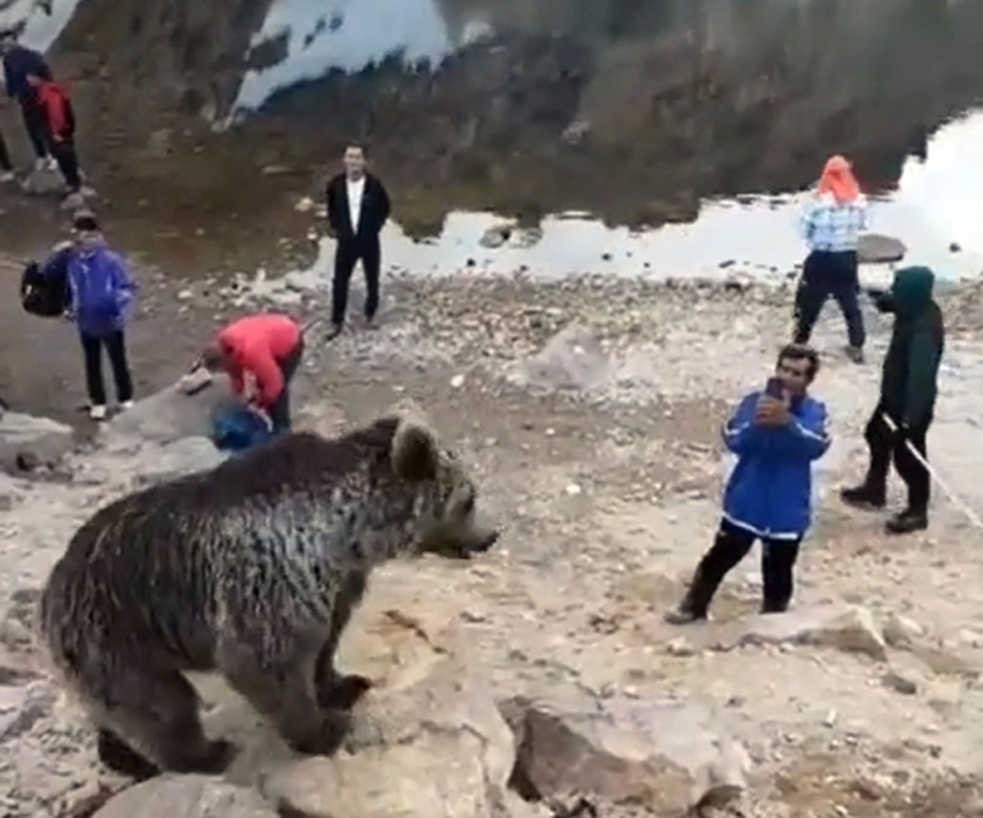Sabalan Bear