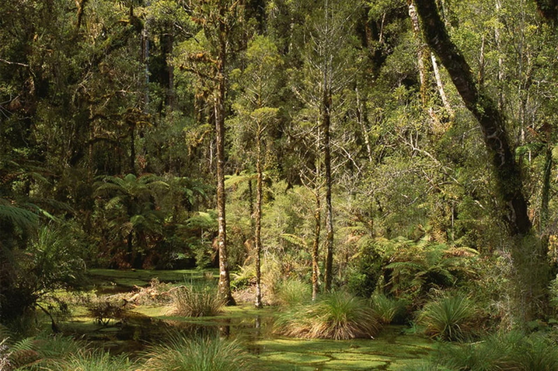 Green Trees of Westland's temperate forests