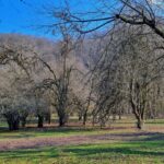 Blossoming trees in the Beliran forest