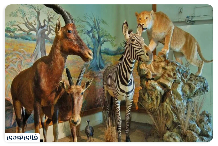 Darabad Museum of Nature and Wildlife