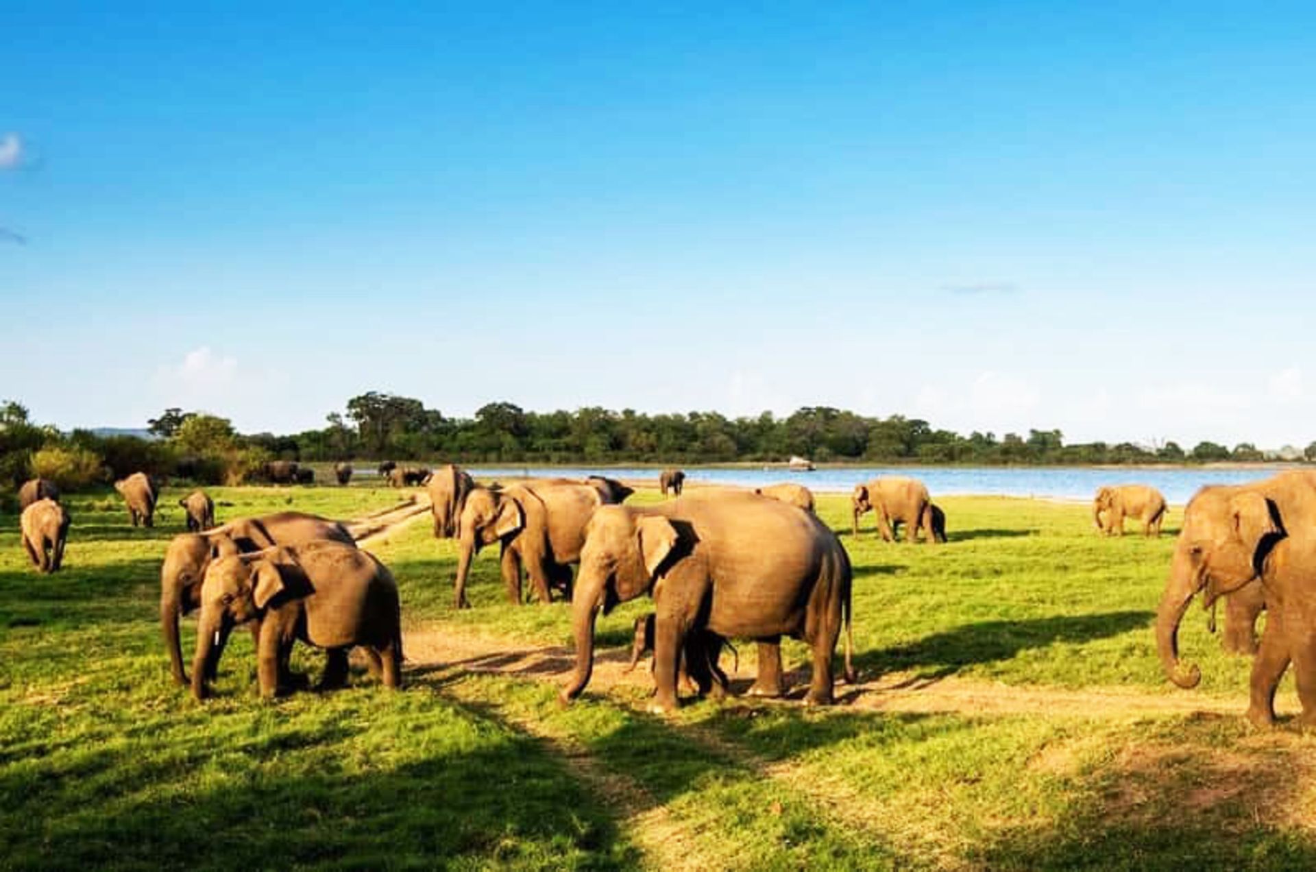 Elepha flock in Sri Lankan National Park