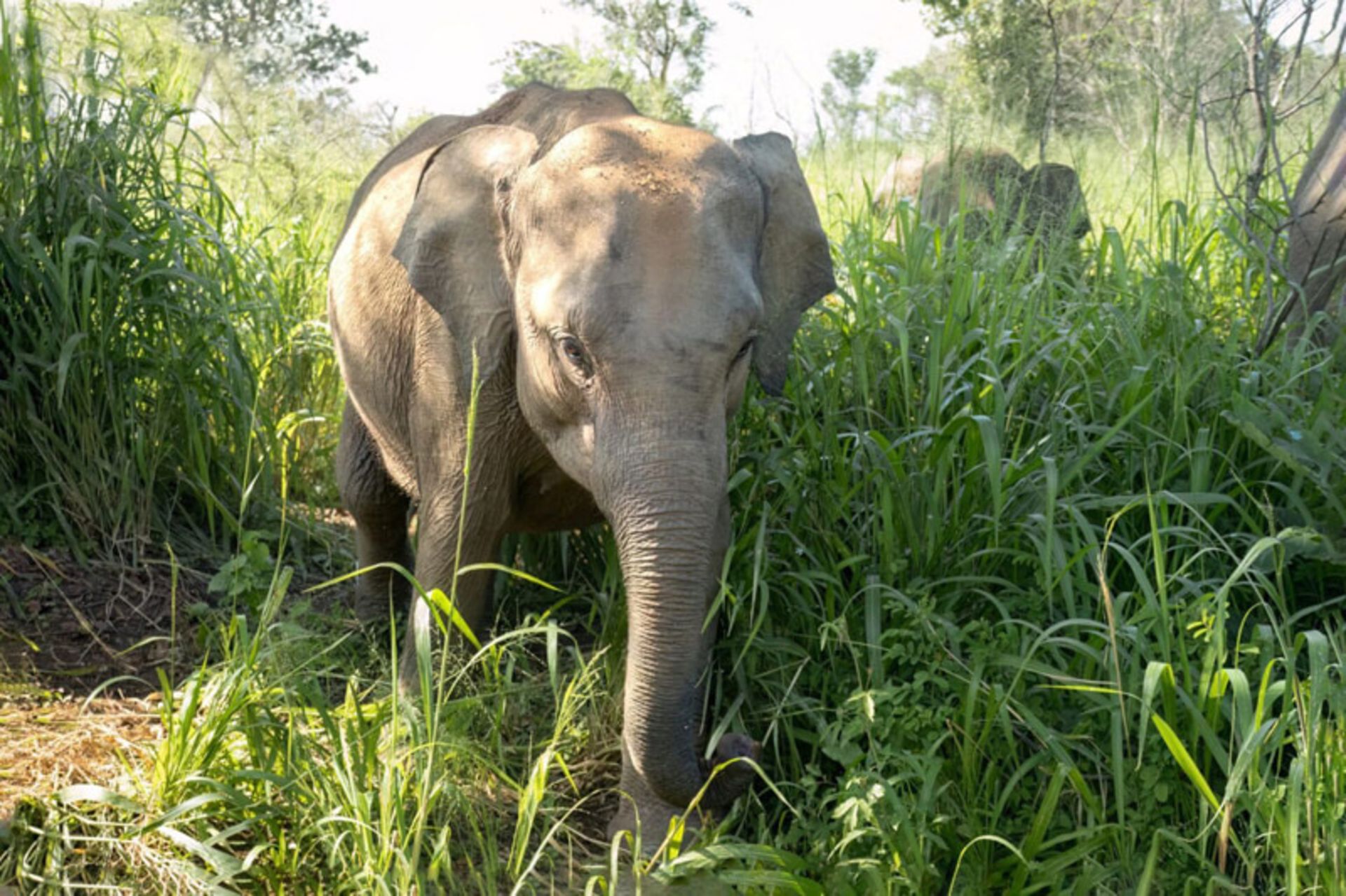 The big elepha in the Sri Lankan National Park