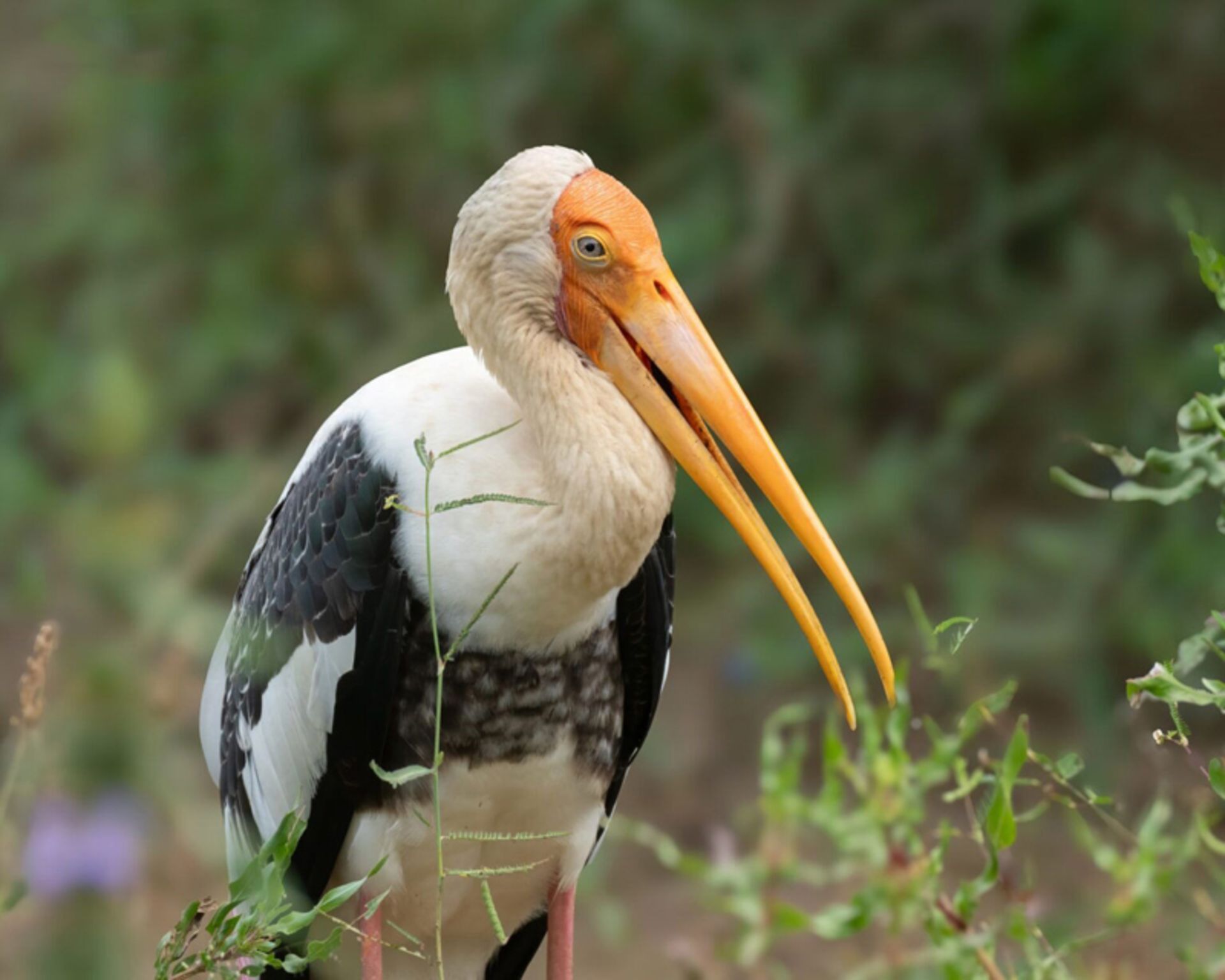 Pelican in Sri Lankan National Park