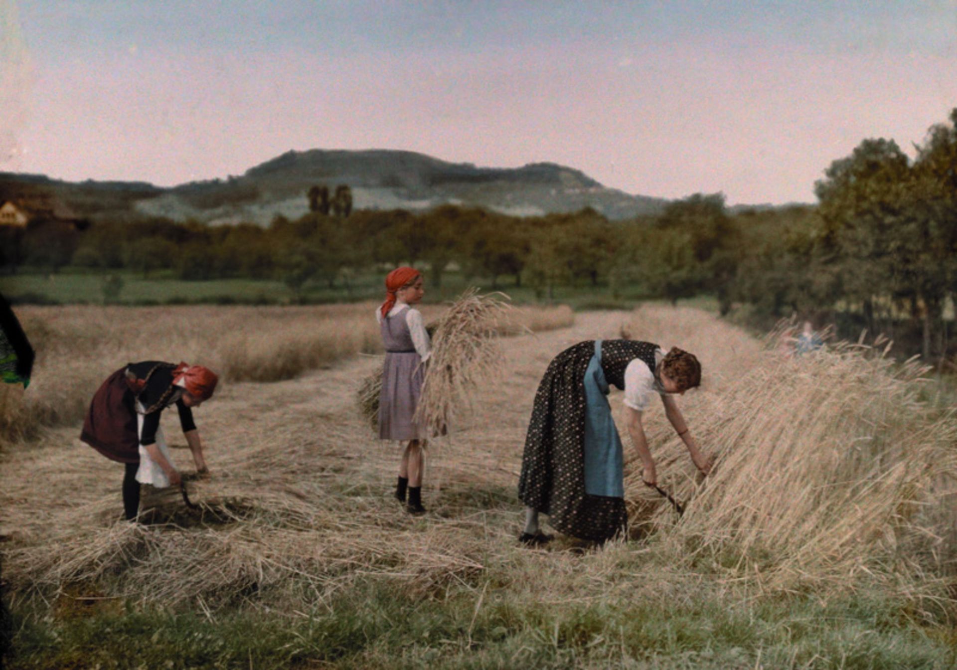 Women at the time of harvesting